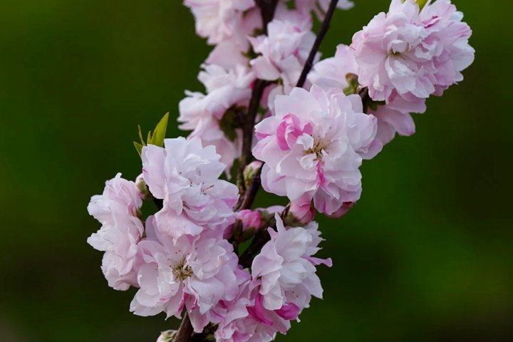 1749627740702731.jpg 桃花的特点有哪些(不同品种桃花特点详解)
