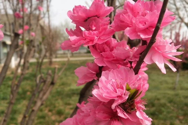 1749627838668823.jpg 桃花的特点有哪些(不同品种桃花特点详解)