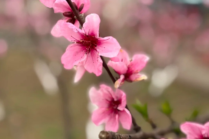 1749628008510599.jpg 桃花的特点有哪些(不同品种桃花特点详解)
