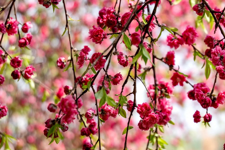 1749628120721014.jpg 桃花的特点有哪些(不同品种桃花特点详解)
