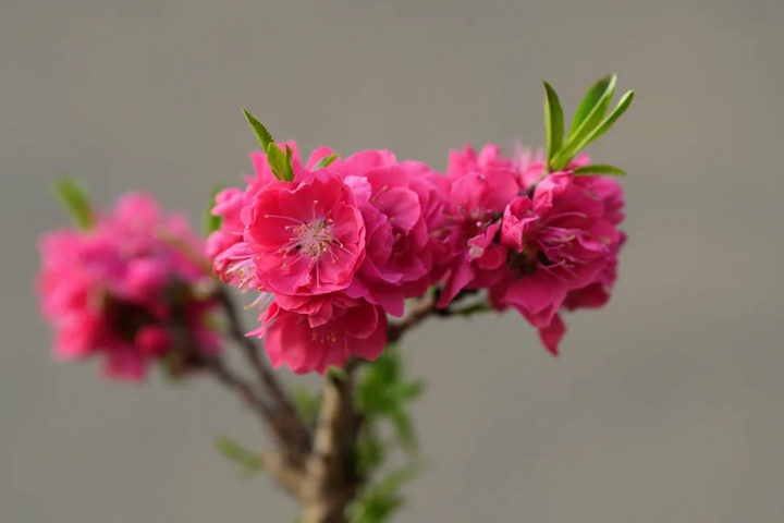 1749628153458029.jpg 桃花的特点有哪些(不同品种桃花特点详解)