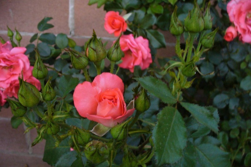 1749709233542827.jpg 花房月季怎么样