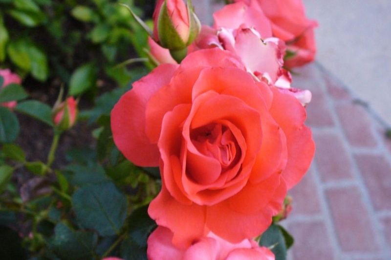 1749709237328310.jpg 花房月季怎么样