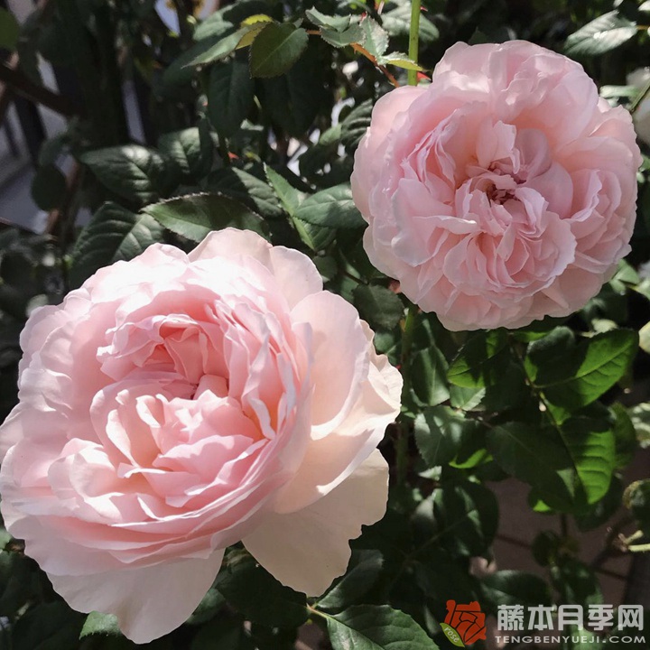 1750475367866449.jpg 镜花月季怎么样