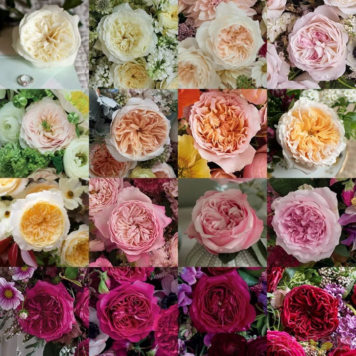 1750475847224285.jpg 大卫奥斯汀月季:古典与现代交织的玫瑰传奇
