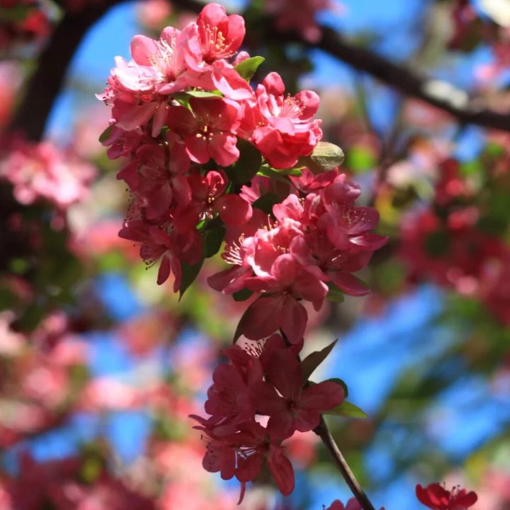 1750834862631678.jpg 海棠花几月份开花
