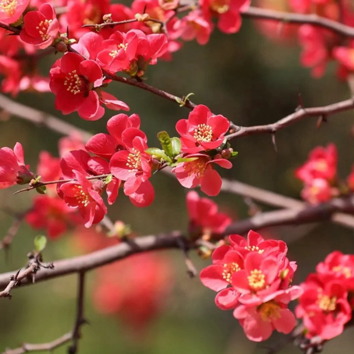 1750834884916895.jpg 海棠花几月份开花