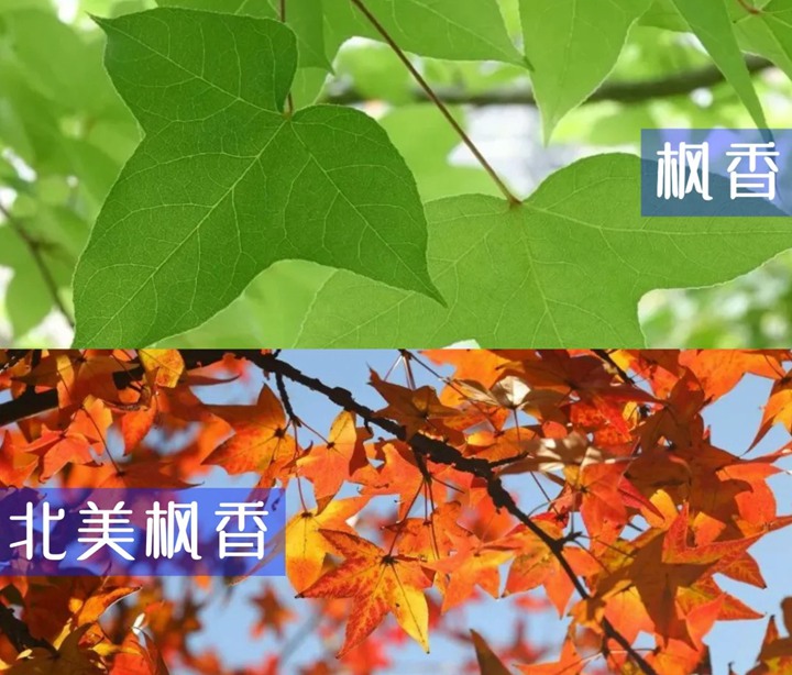 1750908355382047.jpg 北美枫香和枫香的区别