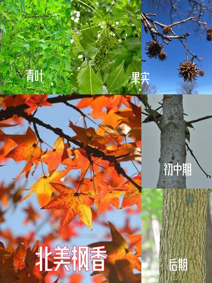 1750908355744668.jpg 北美枫香和枫香的区别