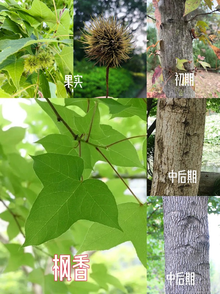 1750908355859870.jpg 北美枫香和枫香的区别