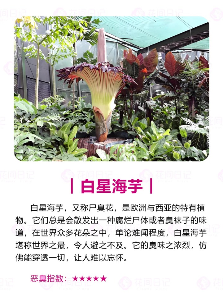 1750921836109506.jpg 世界上最大最臭的花