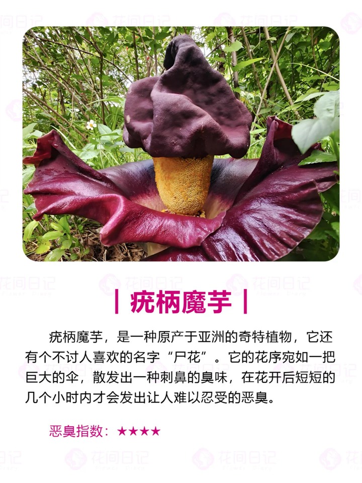 1750921836208206.jpg 世界上最大最臭的花