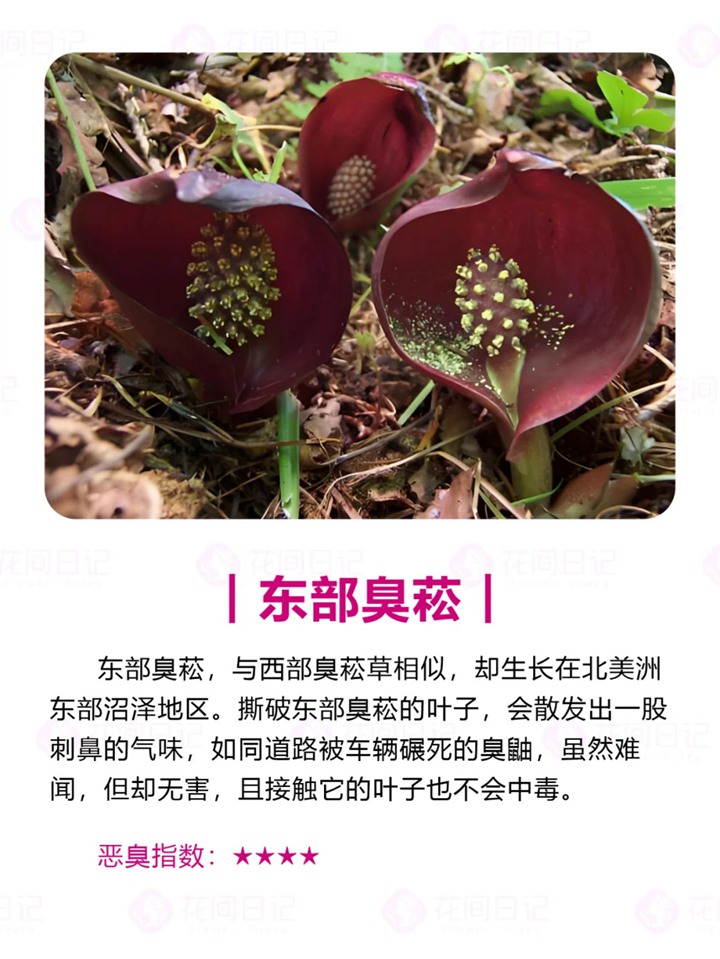 1750921836226008.jpg 世界上最大最臭的花