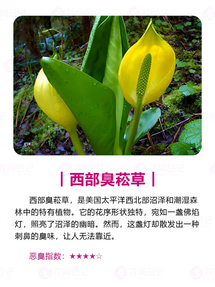 1750921836419931.jpg 世界上最大最臭的花