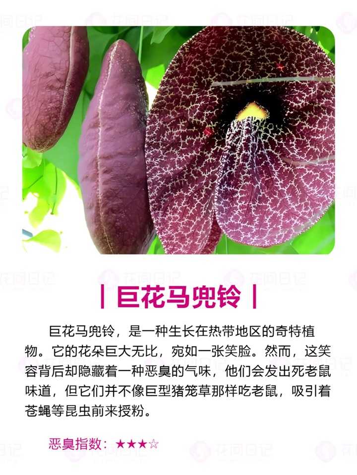 1750921836464469.jpg 世界上最大最臭的花