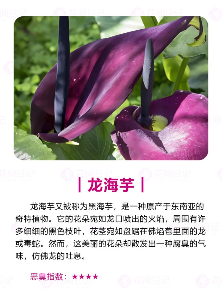 1750921836557000.jpg 世界上最大最臭的花
