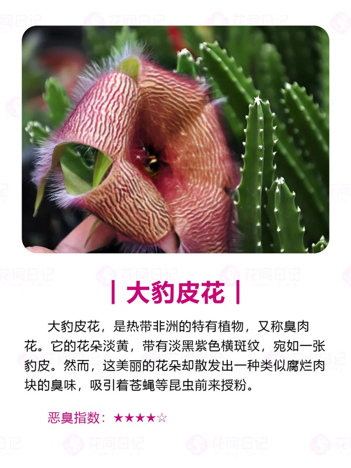 1750921836743335.jpg 世界上最大最臭的花