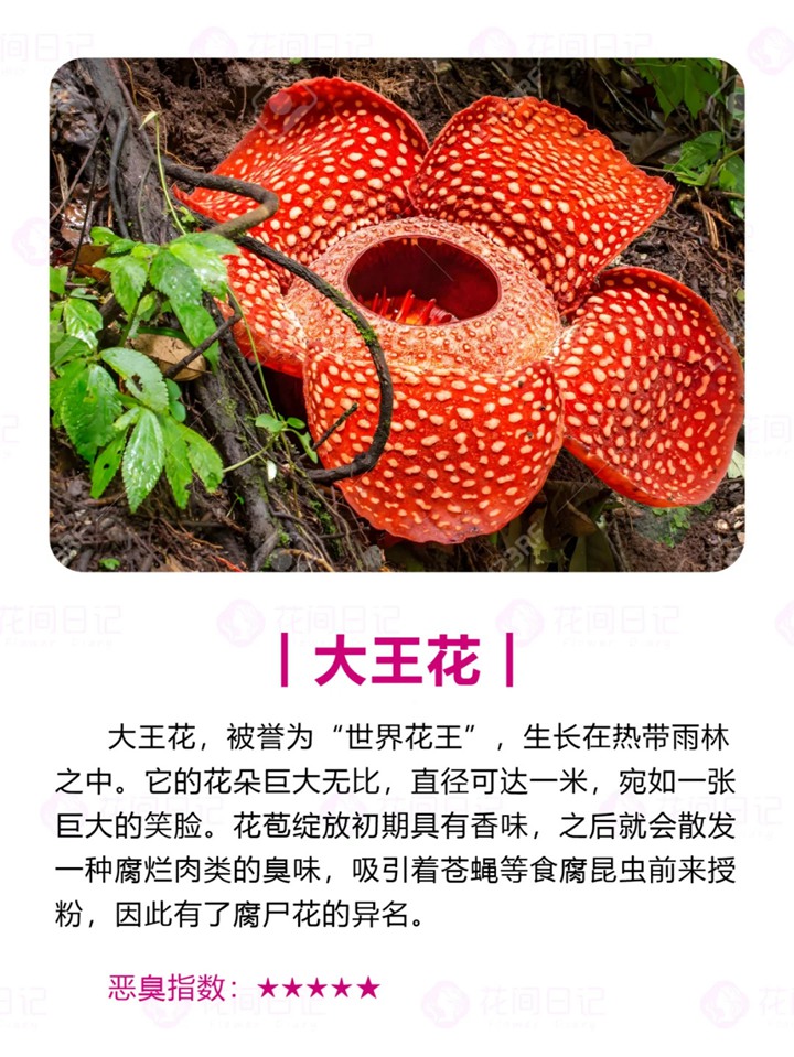 1750921836941714.jpg 世界上最大最臭的花