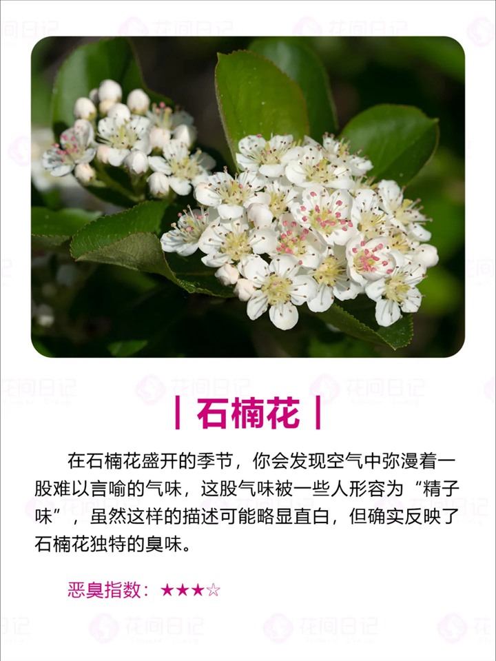 1750921836956353.jpg 世界上最大最臭的花