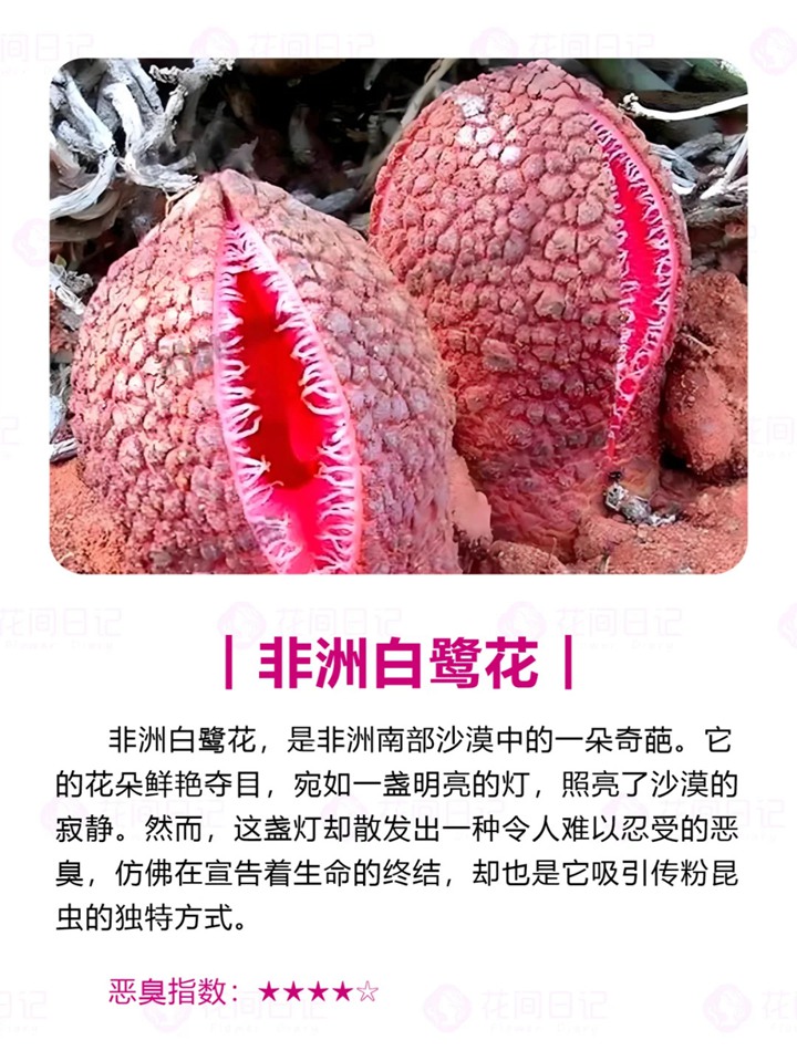 1750921836977785.jpg 世界上最大最臭的花