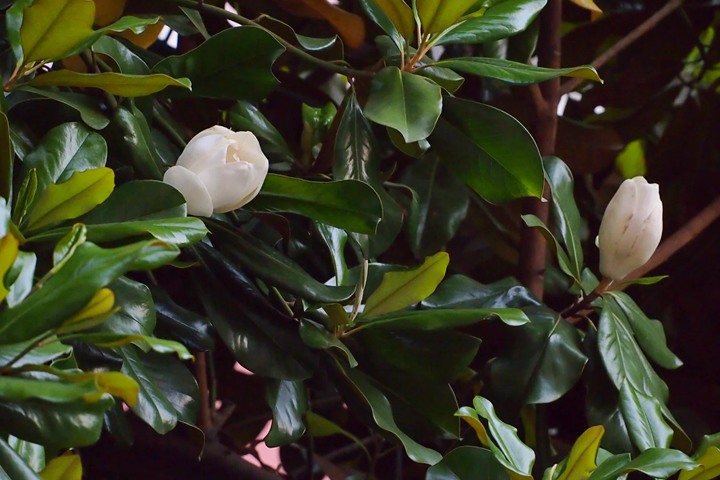 1751010199490203.jpg 橡皮树开花吗