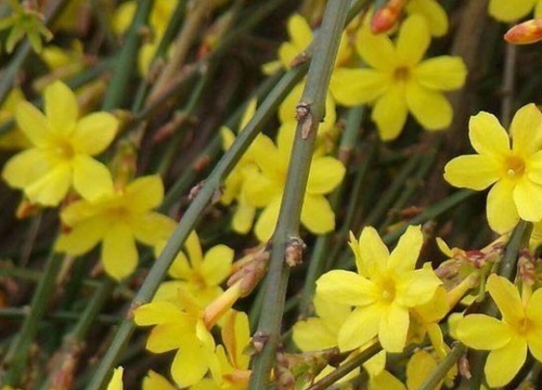 1751010639528140.jpg 迎春花的特点都有哪些