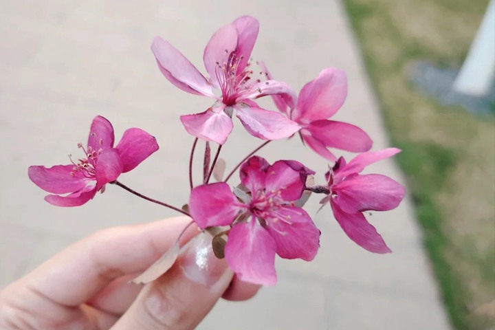 1751012967100621.jpg 红宝石海棠什么时候开花