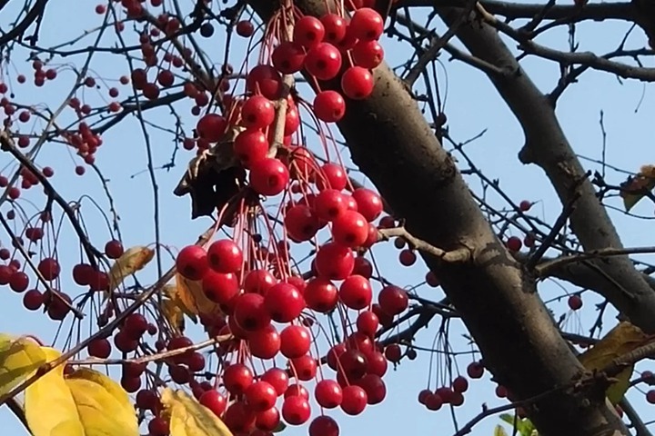 1751012967494686.jpg 红宝石海棠什么时候开花