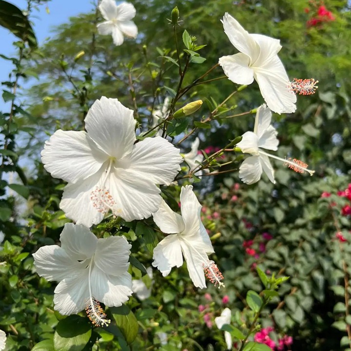 1751076570141595.jpg 木槿花和扶桑花的区别(多图详解)