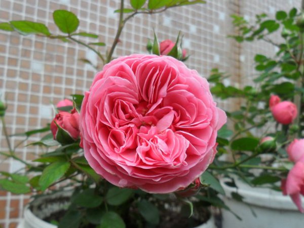 粉色达芬奇月季怎么样
