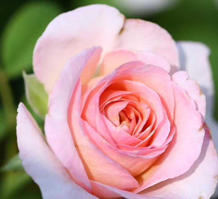 1675174701956991.jpg 粉黛月季怎么样