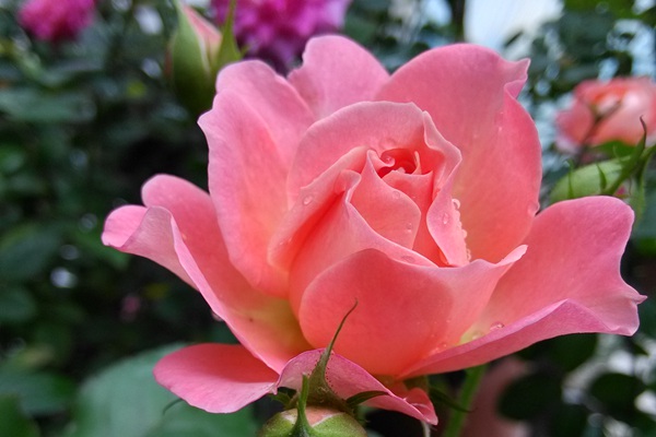 芳香王阳台月季怎么样