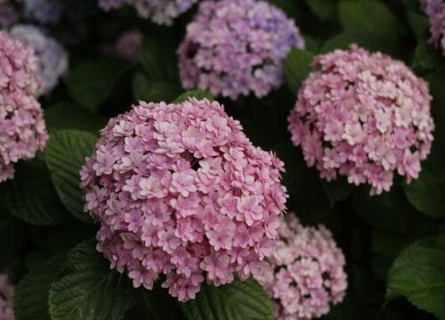 花手鞠绣球花怎么样