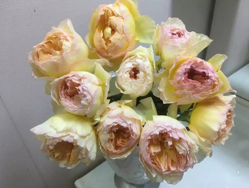 蜉蝣月季的怎么样