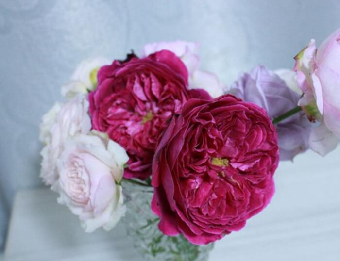 1675174054858232.jpg 芳香花园月季优缺点