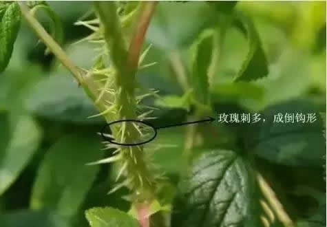 月季和玫瑰的区别图解(多图对比) 玫瑰和月季对比照片