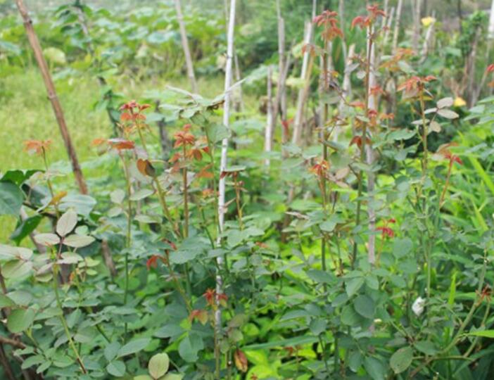 1675174061478410.jpg 芳香花园月季优缺点