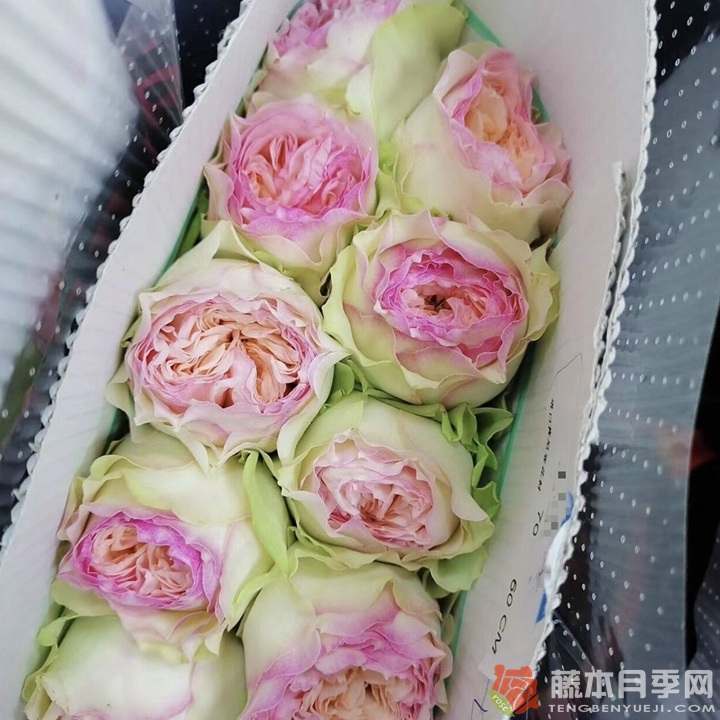 蝴蝶公主月季怎么样