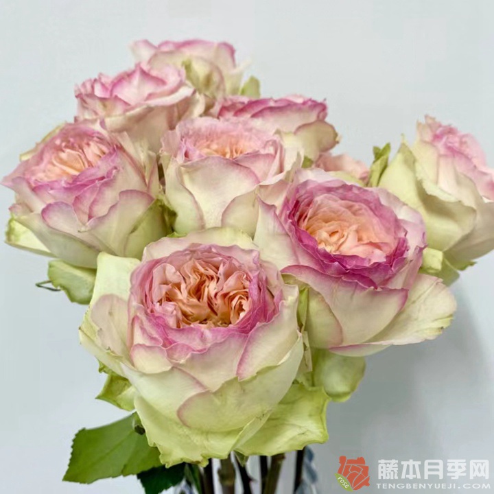 蝴蝶公主月季怎么样