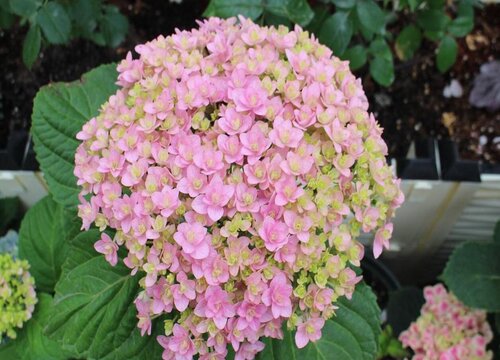 花手鞠绣球花怎么样