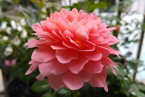 芳香王阳台月季怎么样