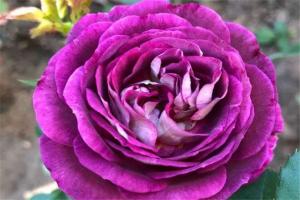 合唱团月季怎么样