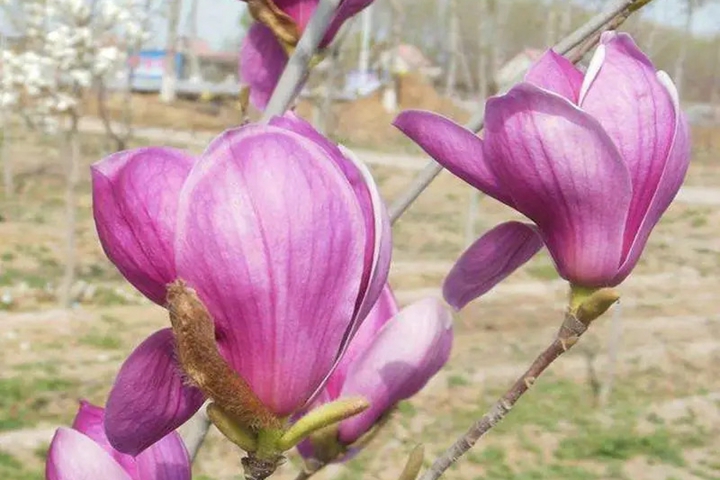 1751522575725610.jpg 不同颜色玉兰花的花语和寓意