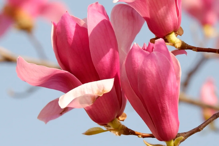 1751522588139786.jpg 不同颜色玉兰花的花语和寓意