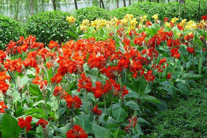 1751953205374518.jpg 九月开什么花(最具代表的十种花卉推荐)