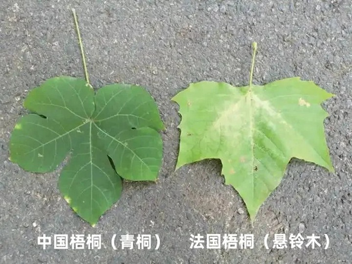 1751954178239399.jpg 法国梧桐和中国梧桐的区别