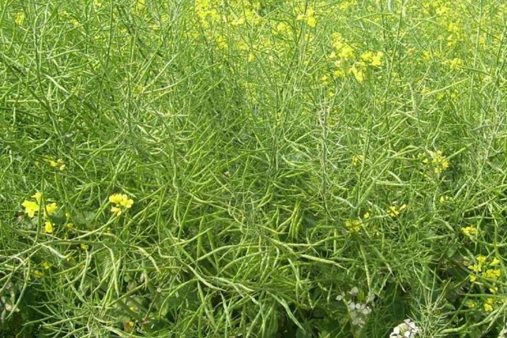 1752030789317341.jpg 油菜花什么时候开花,花期持久多久
