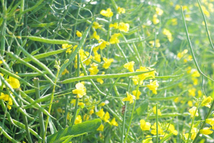 1752030789756966.jpg 油菜花什么时候开花,花期持久多久