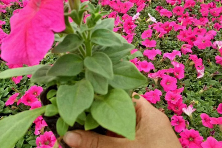 1752042013329994.jpg 指甲花是什么花