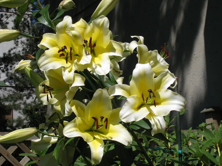 1752132070471089.jpg 百合花花语寓意解析